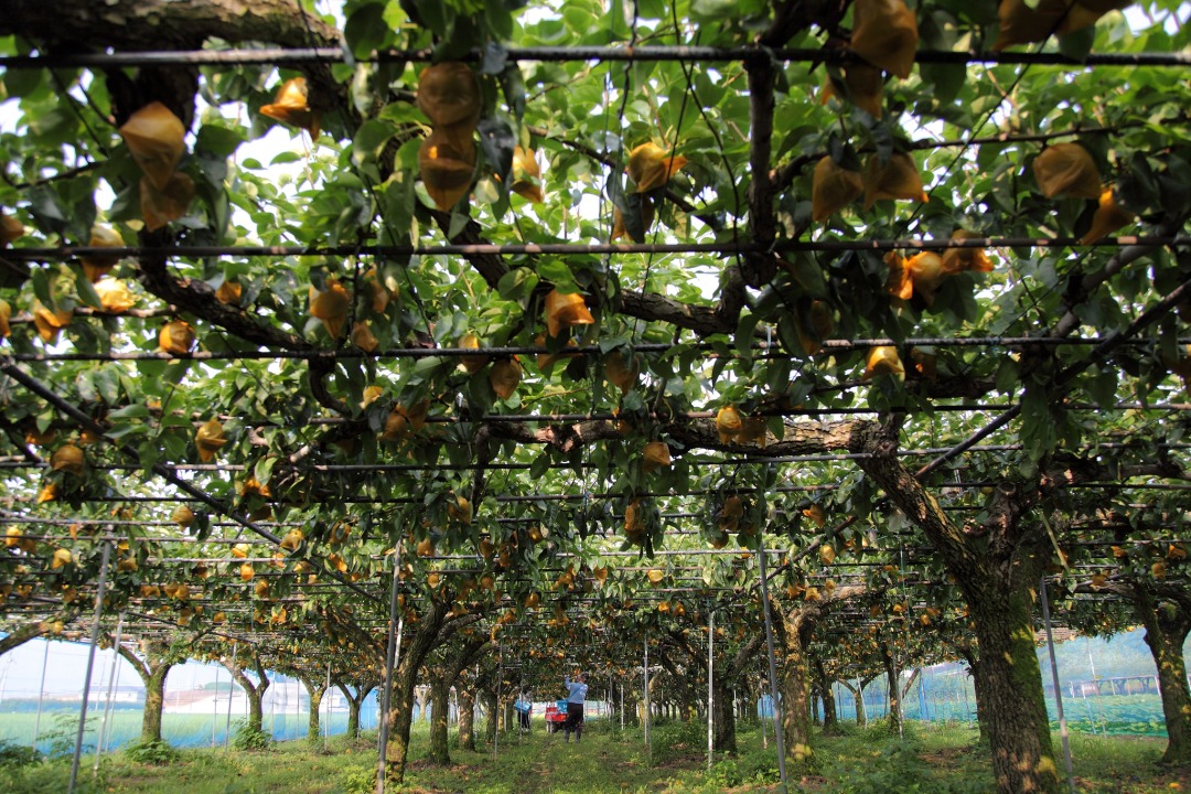 フルーツガーデンやまがた