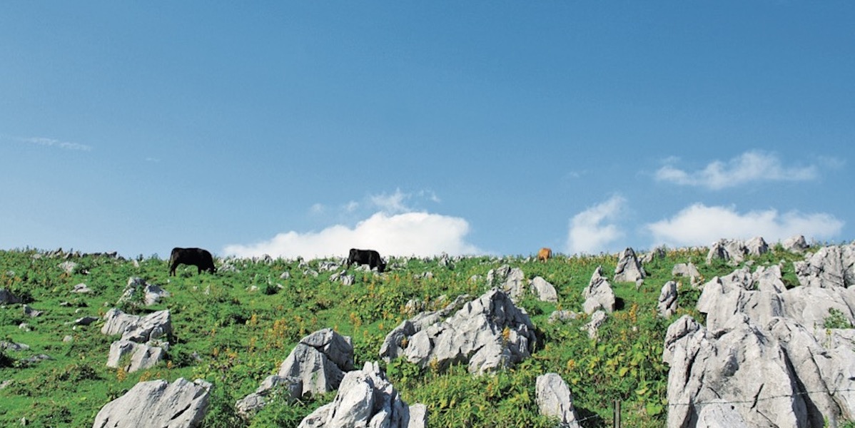四国カルストのドライブ旅で絶対見たい4大絶景！〜姫鶴平や五段高原など〜