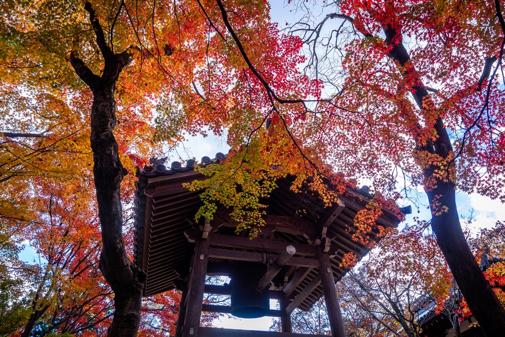 京都紅葉】常寂光寺｜山全体が紅葉に染まる山寺。京都の絶景を