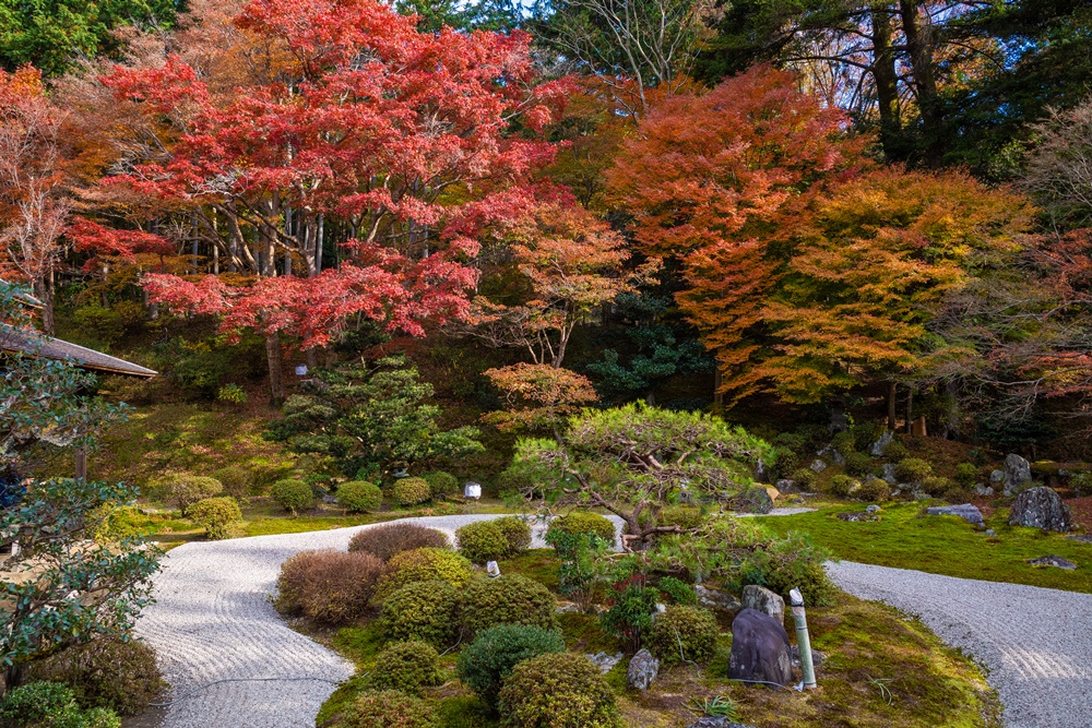 【京都紅葉】曼殊院｜侘び・寂びの世界。静寂に満ちた枯山水庭園の秋景色の穴場！