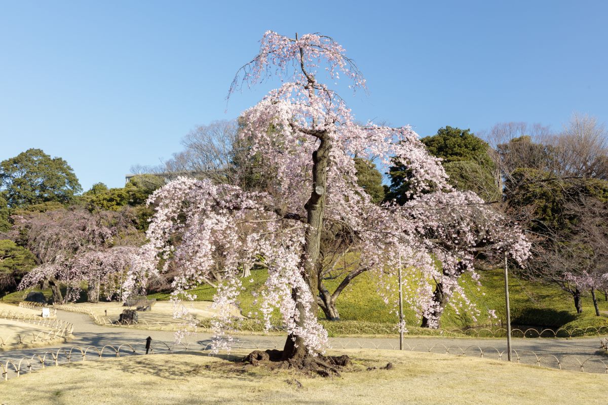 春の開花時期の写真