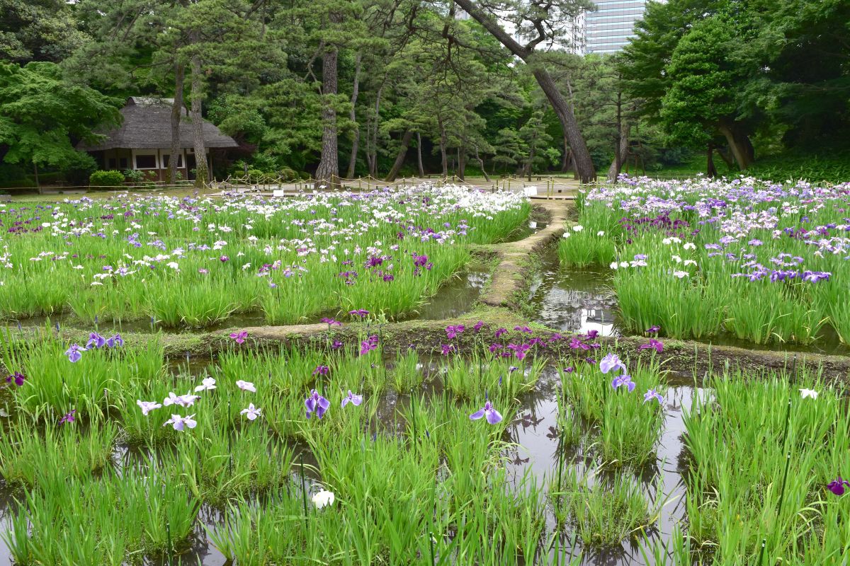 初夏の開花時期の写真