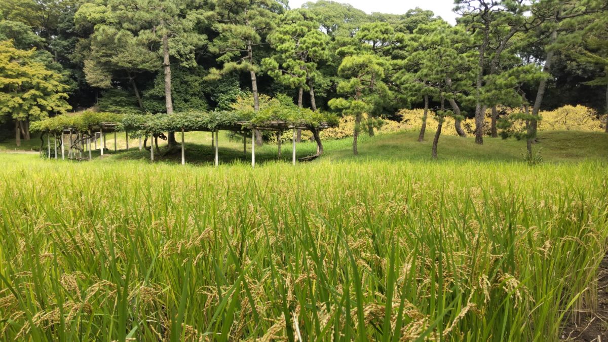 稲穂の時期の写真