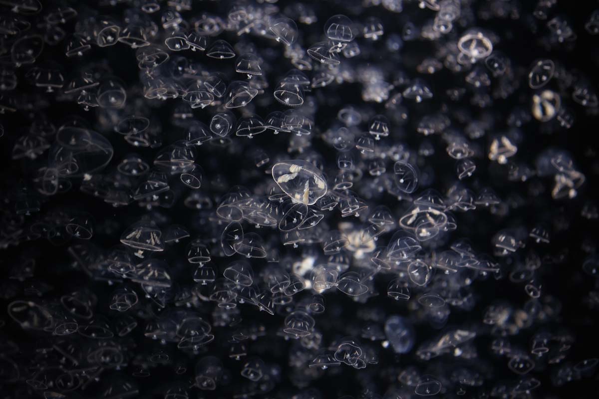 光に集まる性質が強く、照明をつけると一斉に光の方向に泳ぎだす「シロクラゲ」