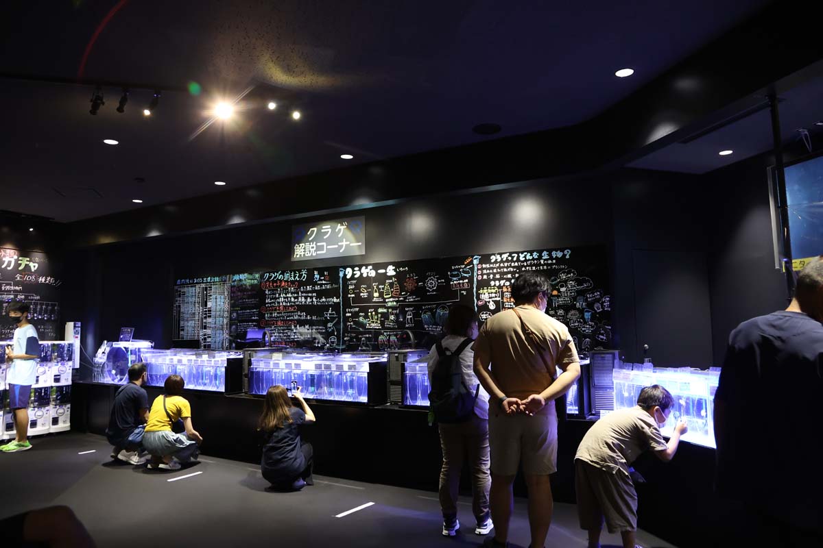 クラゲ解説コーナーでは、研究の成果を学べる 