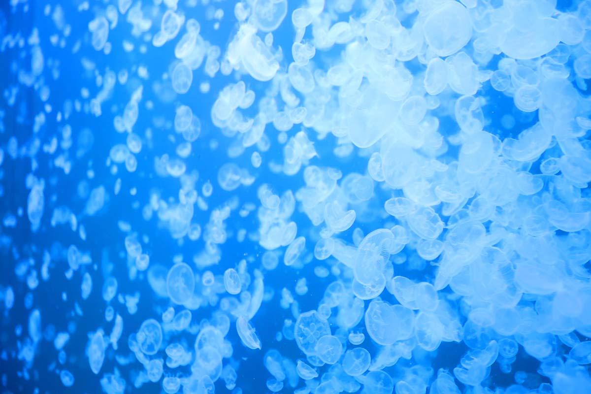 幻想的なミズクラゲ