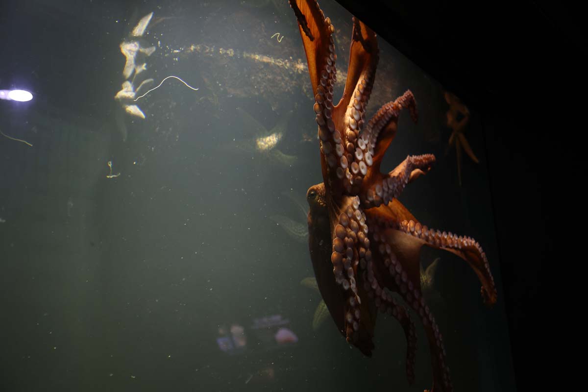 腕を伸ばした長さは約5メートル、重さは約50キロにもなるという世界最大級のタコ「ミズダコ」