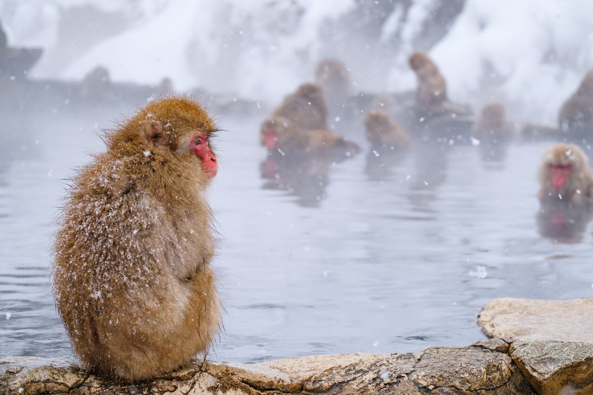 志賀高原を源流とする横湯川の渓谷にある地獄谷野猿公苑