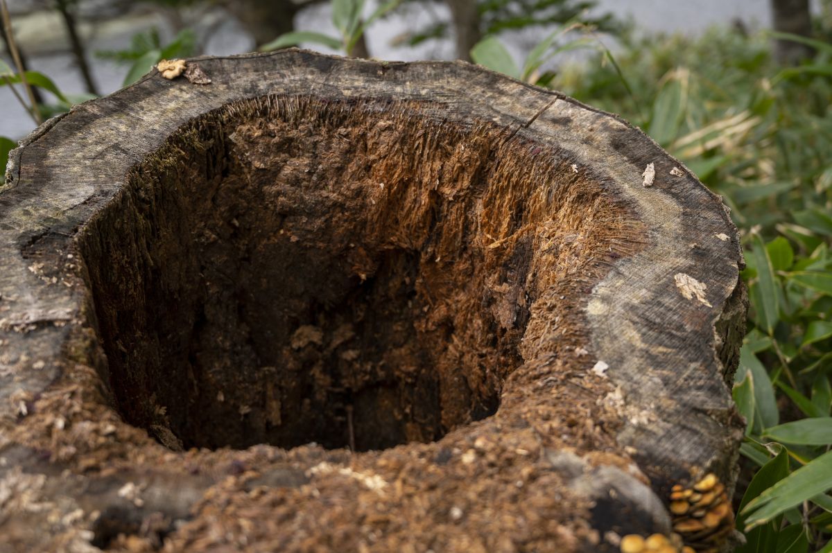 知床五湖ガイドウォーク