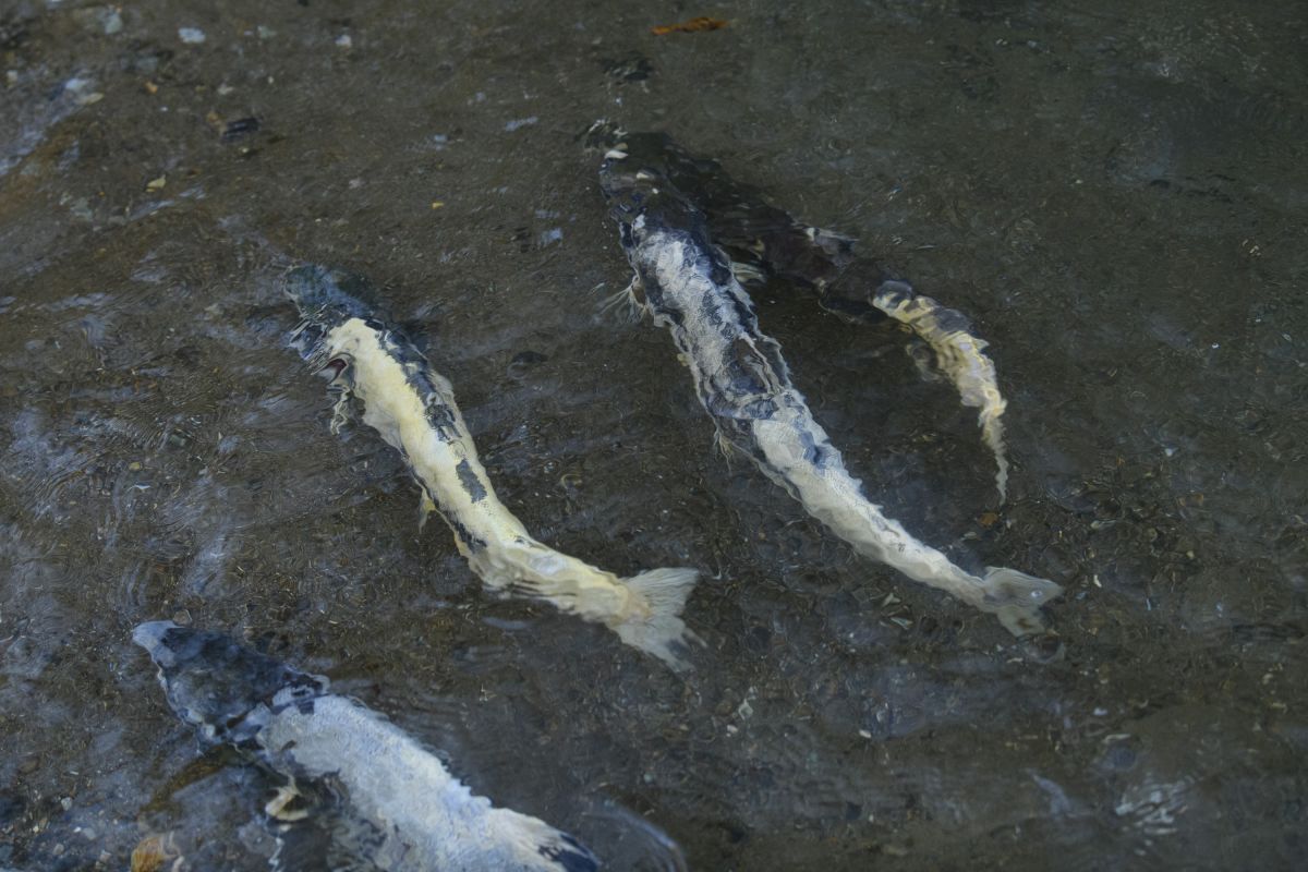 サケの遡上ウォッチング