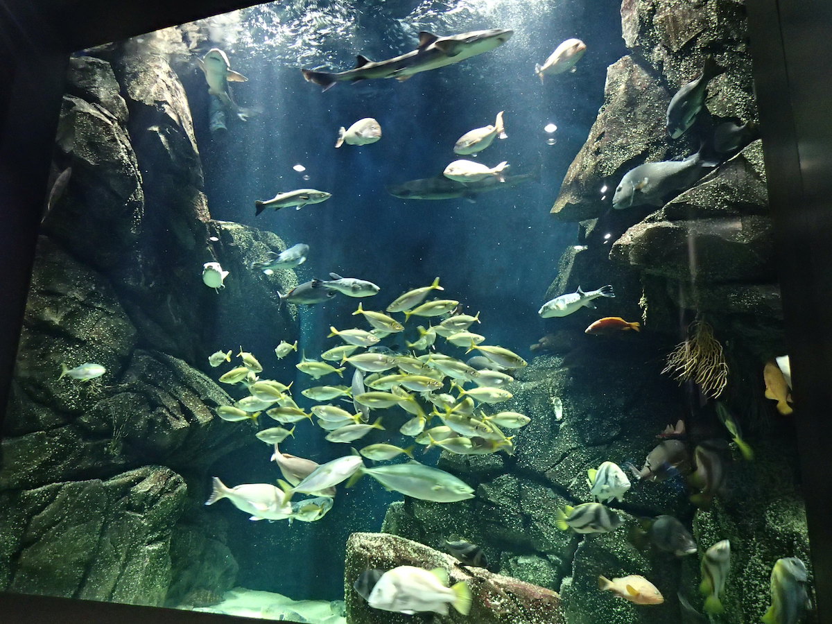大水槽では庄内に棲む魚たちが大集合！