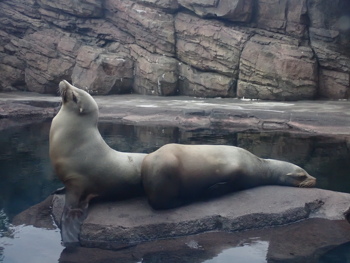 アシカプールでくつろぐアシカたち