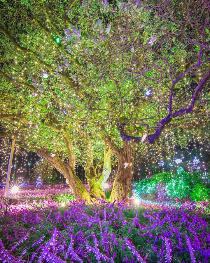 光とアメジストセージ ２