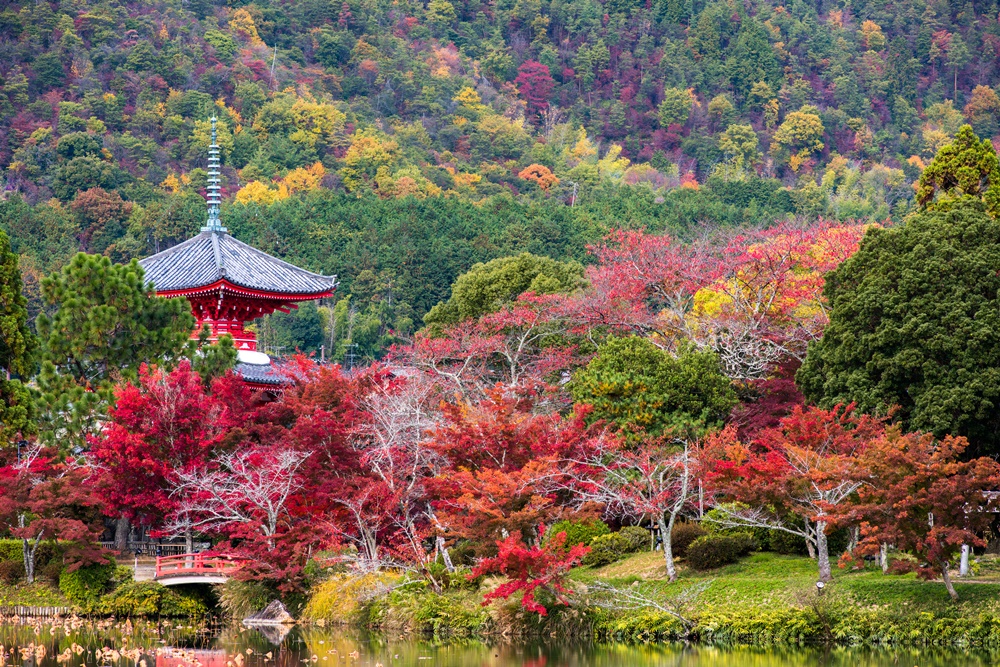 【京都紅葉】大覚寺｜広大な池の周りを彩るモミジ。離宮の風格漂う穴場！