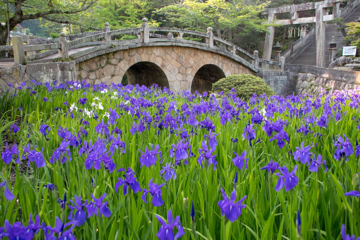 5月には池に約2千株ものカキツバタが咲き誇る