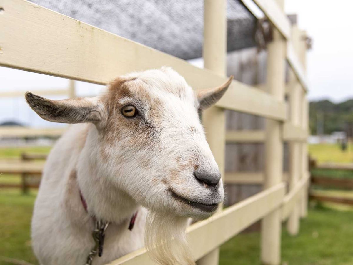 笑顔がかわいい、道の駅ましこのヤギ駅長・やっくん