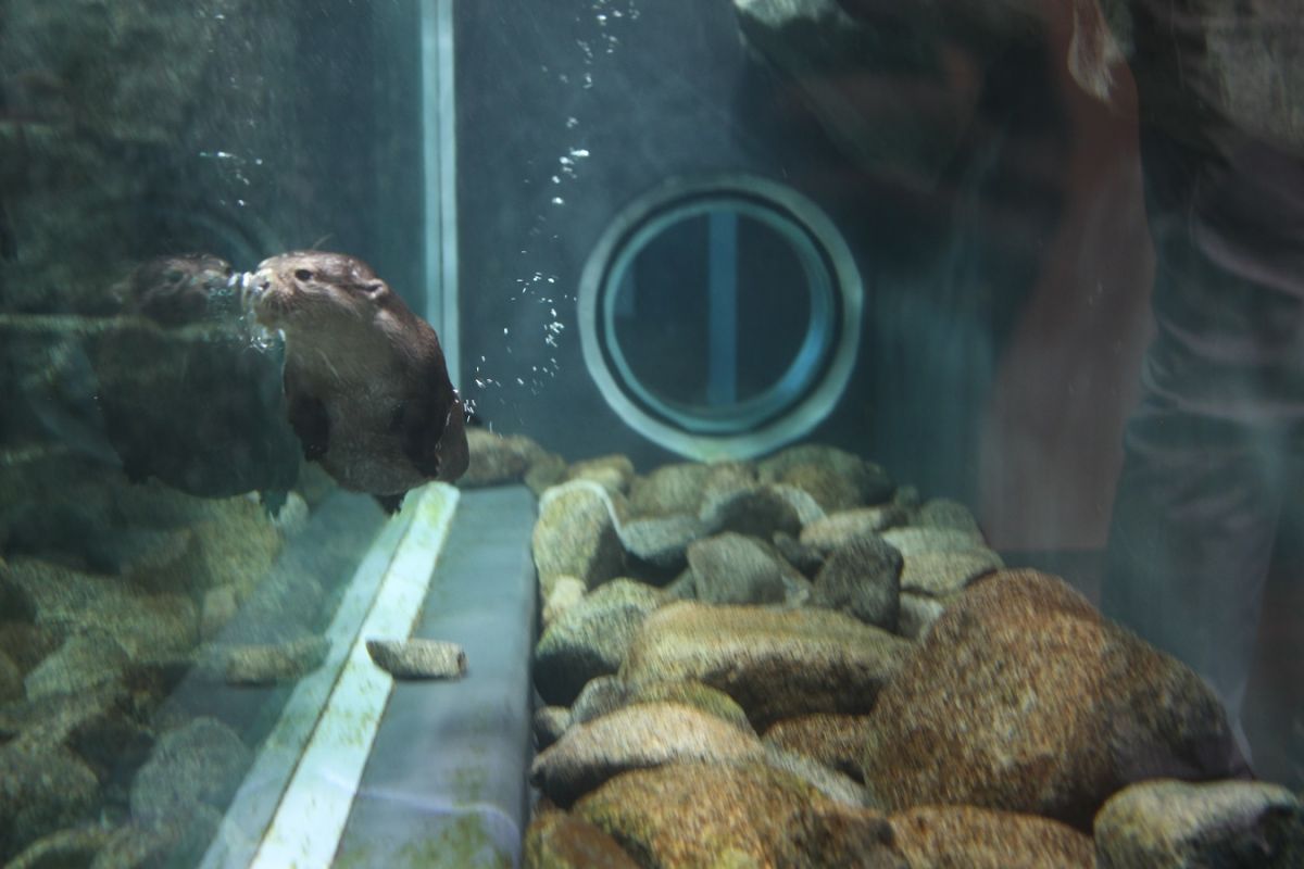 元気よく泳ぎ回る兄弟のコツメカワウソも人気