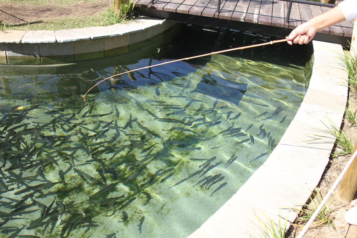 エサはサーモンの切り身など魚が中心。虫ではないところが嬉しい！