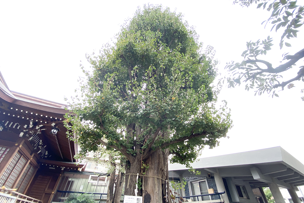 見上げるとパワーをいただけそうな大銀杏