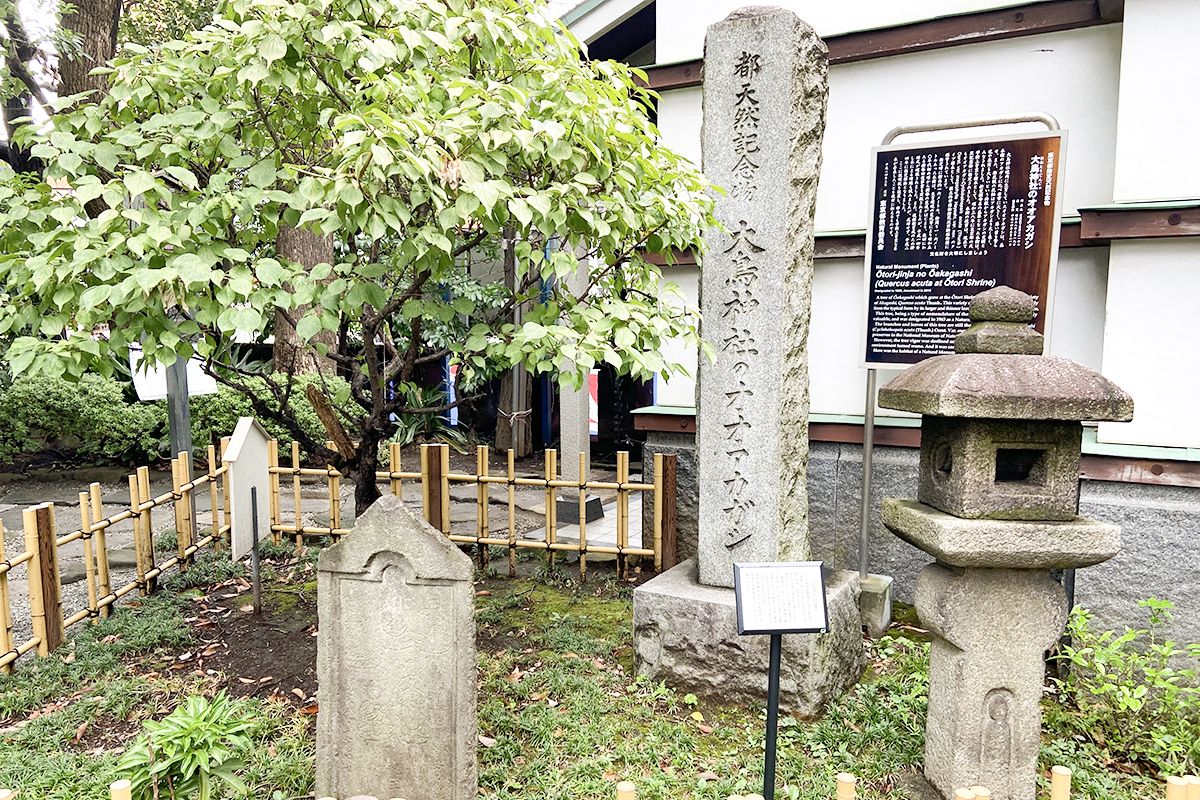 東京都指定天然記念物オオアカガシが咲いていた証も