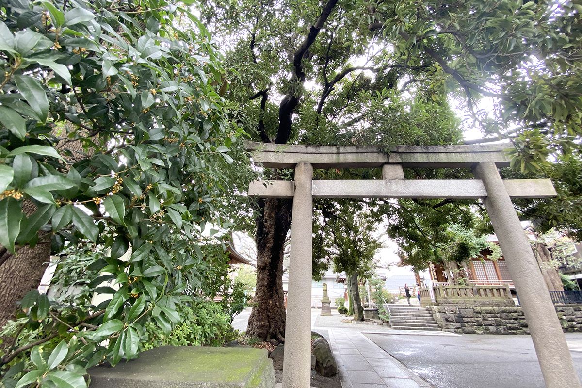 目黒通り方面の鳥居も木々に囲まれている
