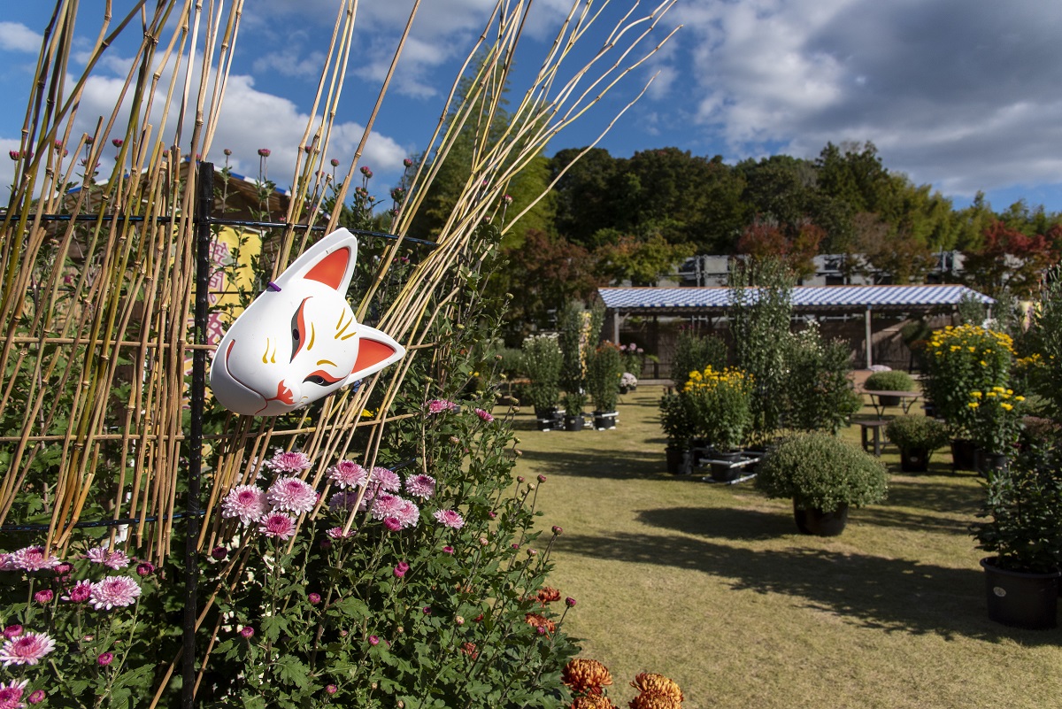 菊でいっぱいの中庭もお見逃しなく