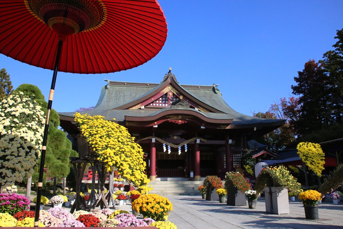 日清日露戦争ですさんだ人々の心を和ませるために始まり、今年で115回を数える菊まつりの主会場