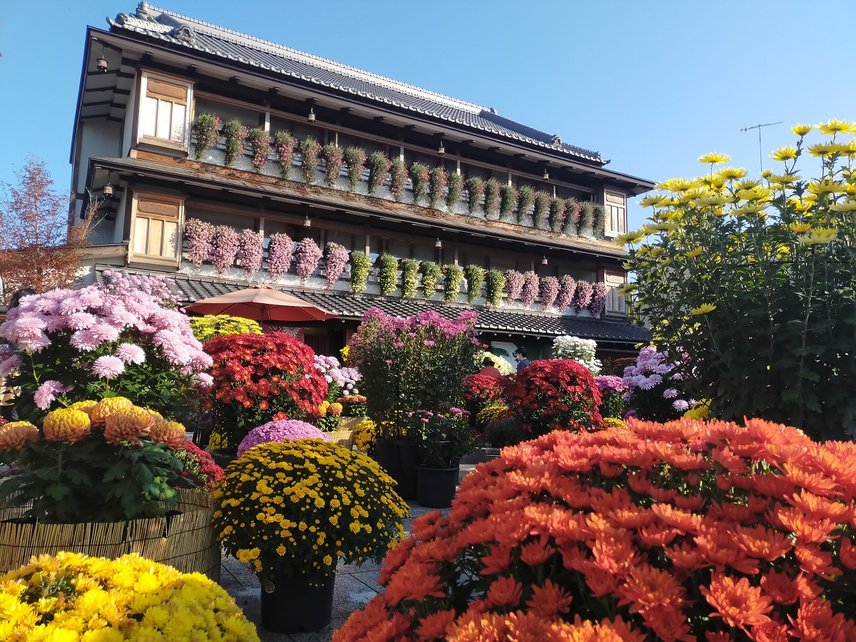 菊まつり期間はいっそうすてき。おすすめのフォトスポット