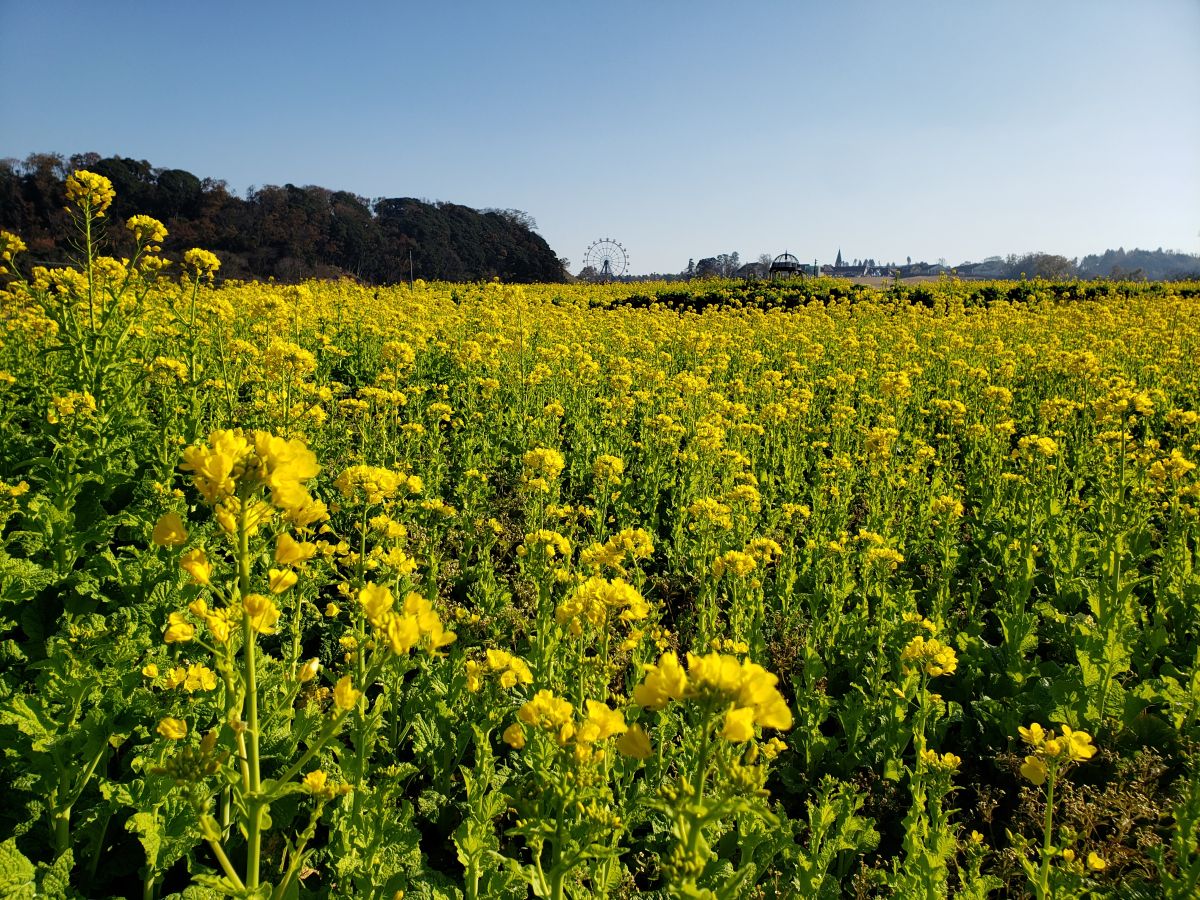 菜の花　12月下旬～2月中旬