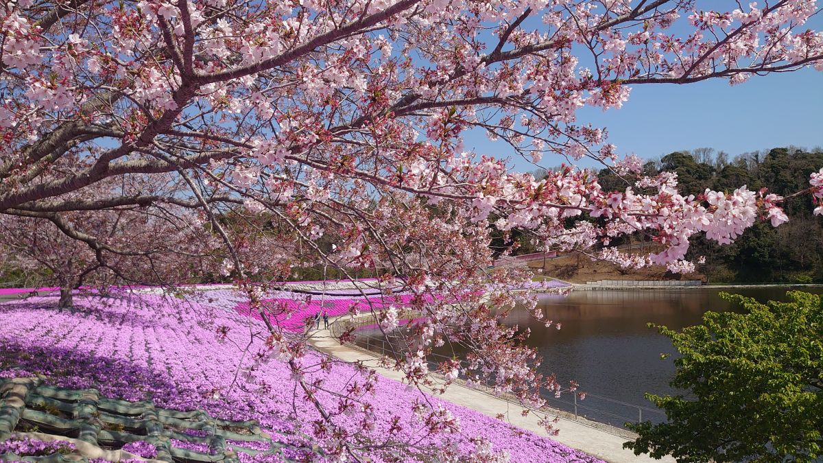 ソメイヨシノ　3月下旬～4月上旬