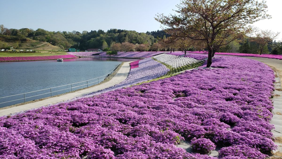 芝桜4月上旬～下旬