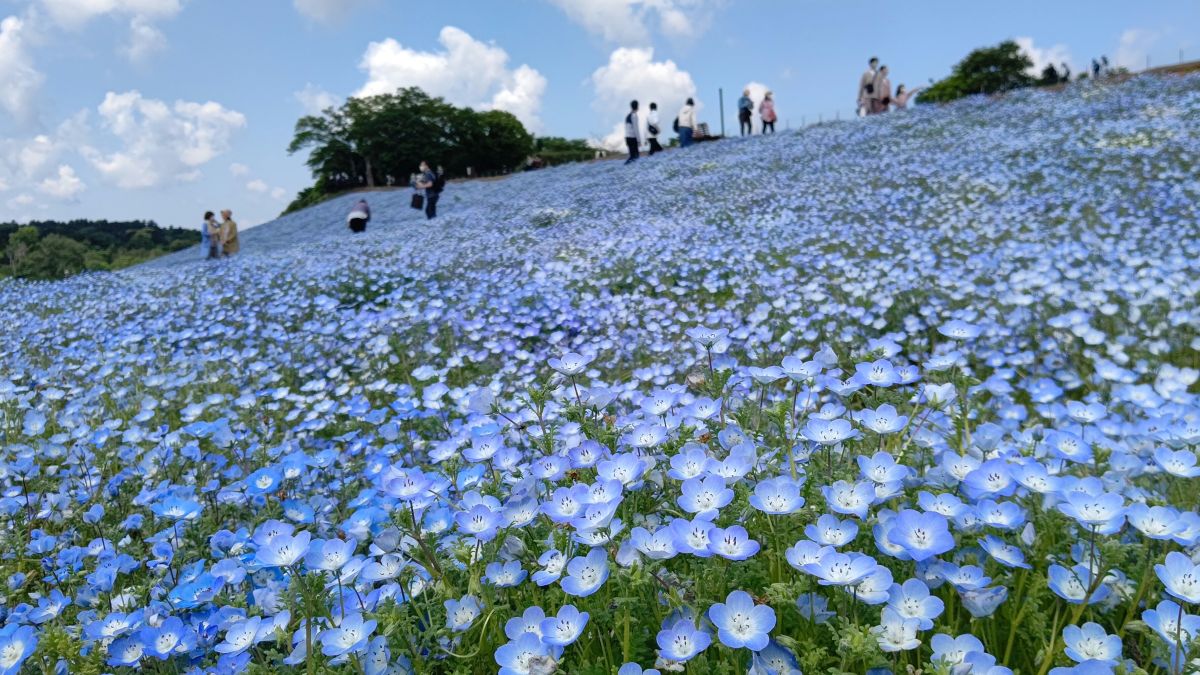 ネモフィラ　4月中旬～5月上旬
