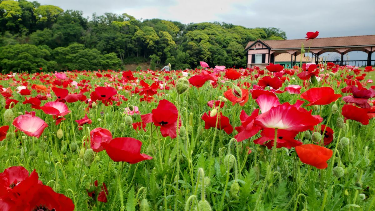 ヒナゲシ5月中旬～6月上旬