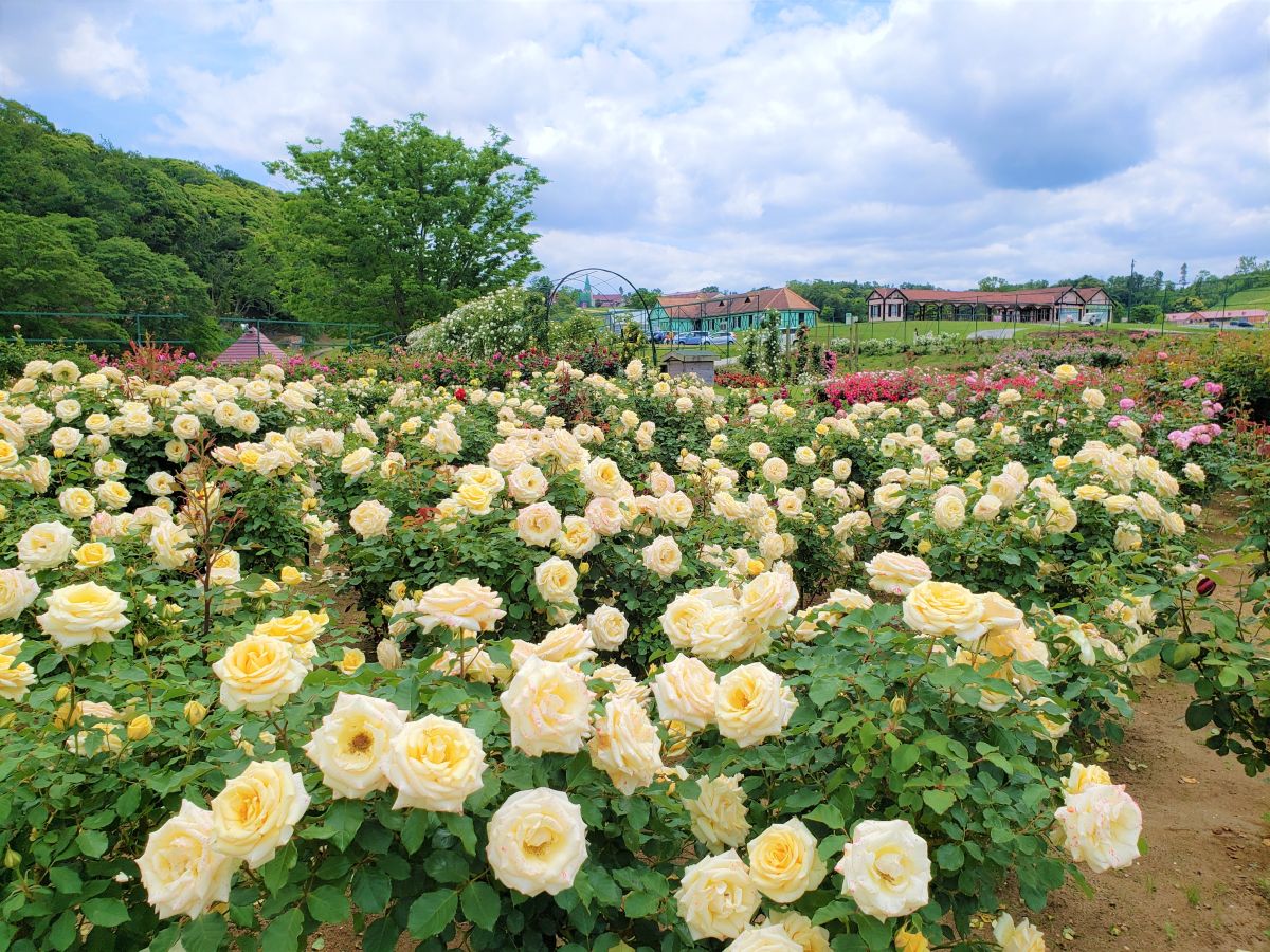 春バラ　5月中旬～6月中旬