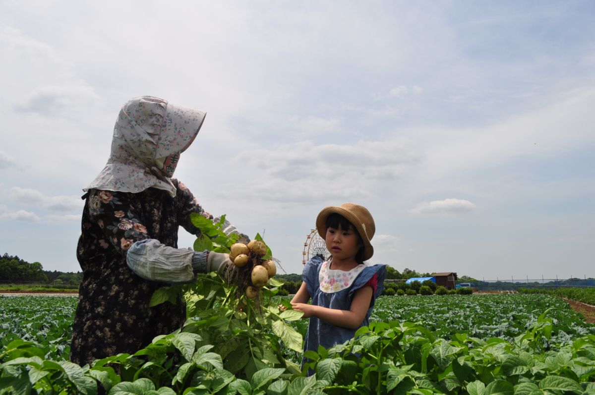 ジャガイモ掘り　5月下旬～7月上旬