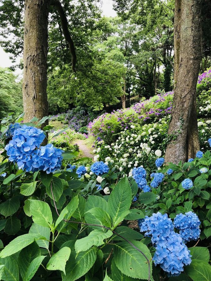 アジサイ　6月中旬～7月上旬