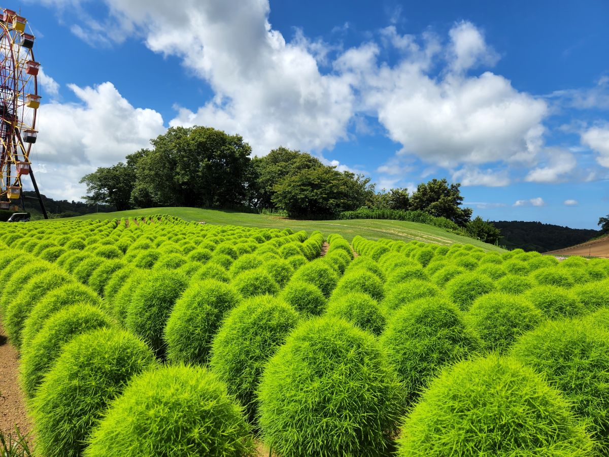 コキア（緑）7月中旬～9月下旬