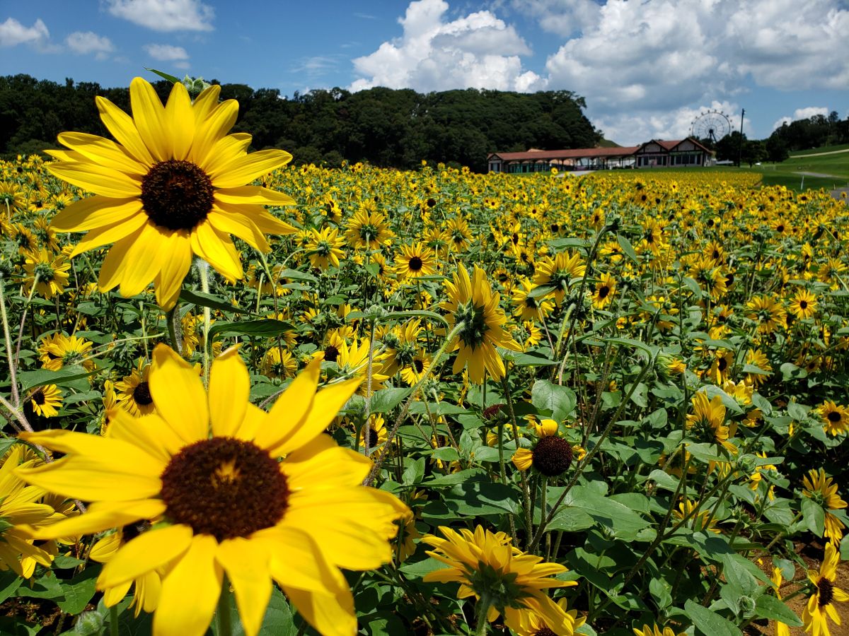 ヒマワリ（サンフィニティ）　7月中旬～9月上旬
