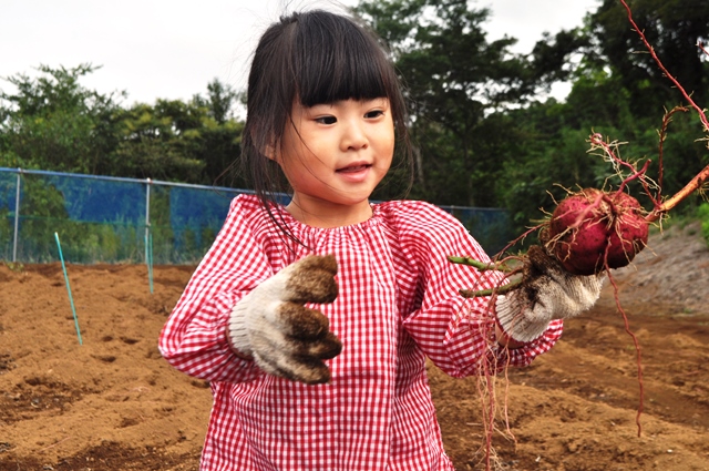 サツマイモ掘り　9月中旬～10月下旬