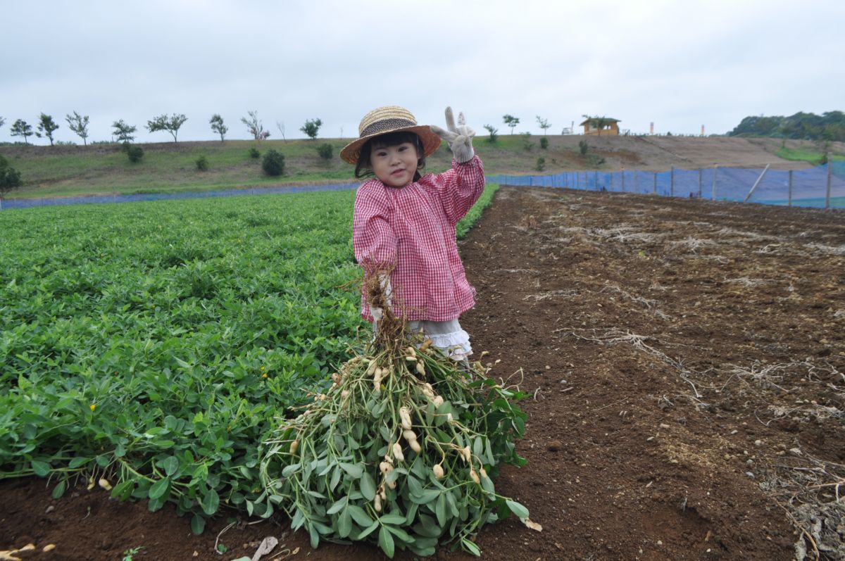 落花生掘り　9月中旬～10月下旬