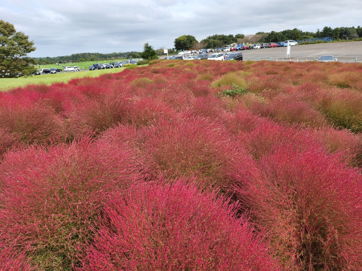コキア（赤）10月上旬～中旬