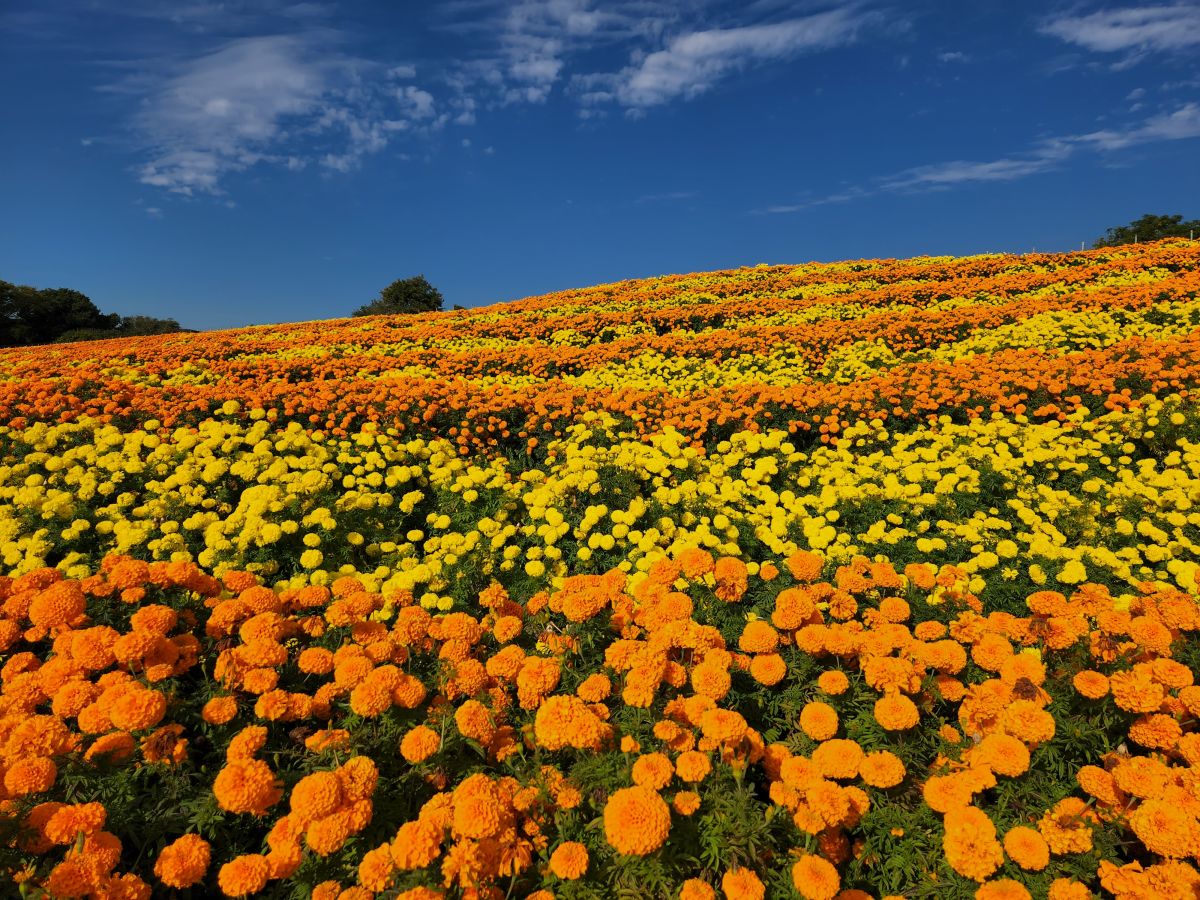 マリーゴールド　10月上旬～11月中旬