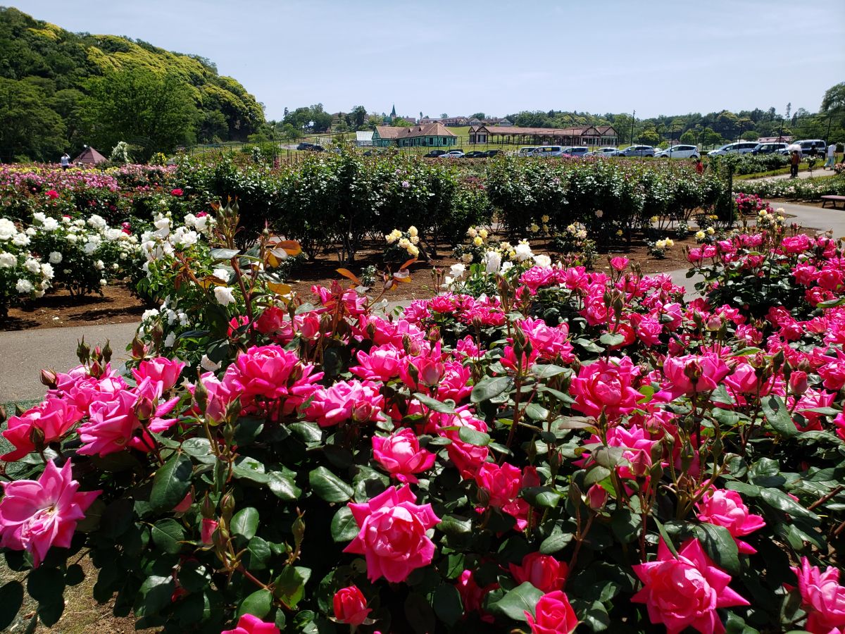 秋バラ　10月中旬～11月中旬