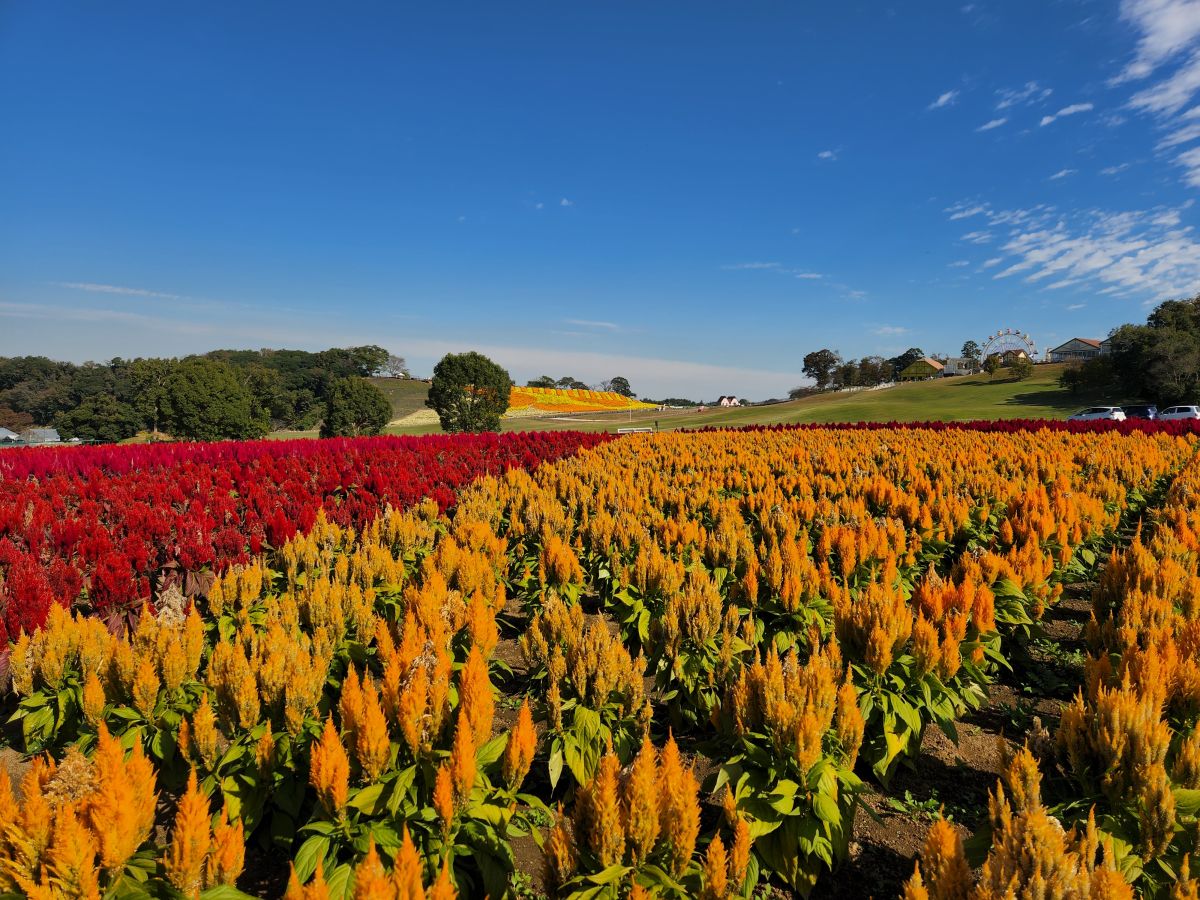 ケイトウ　9月下旬～11月下旬