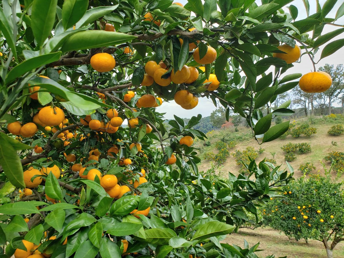 みかん狩り　10月下旬～11月下旬