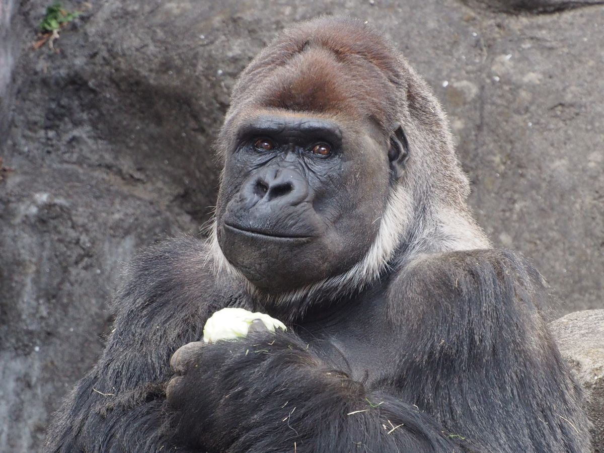 ニシゴリラのモンタ