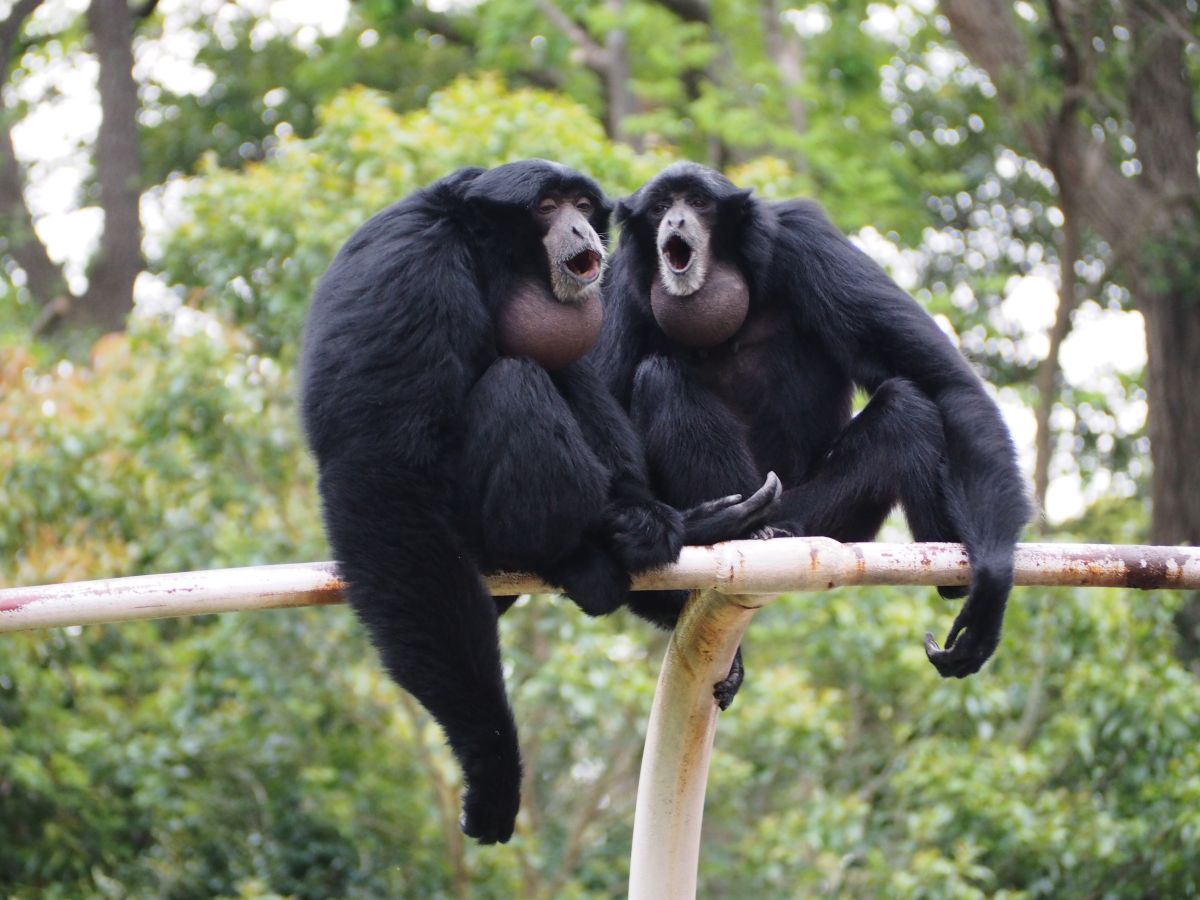 フクロテナガザルのブレイブ（左）＆ハート（右）