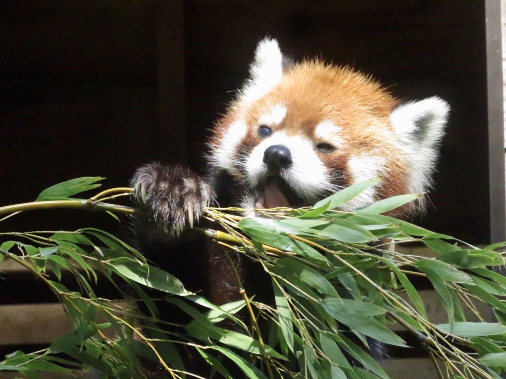 シセンレッサーパンダ　風太