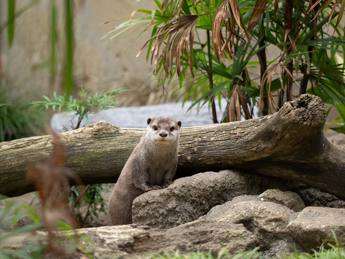 コツメカワウソ