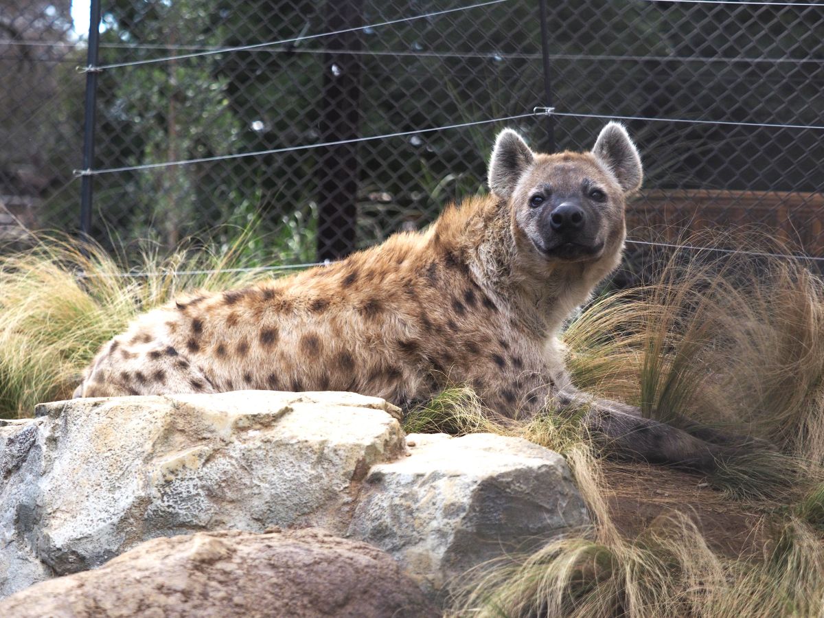 ブチハイエナのエサンドワ